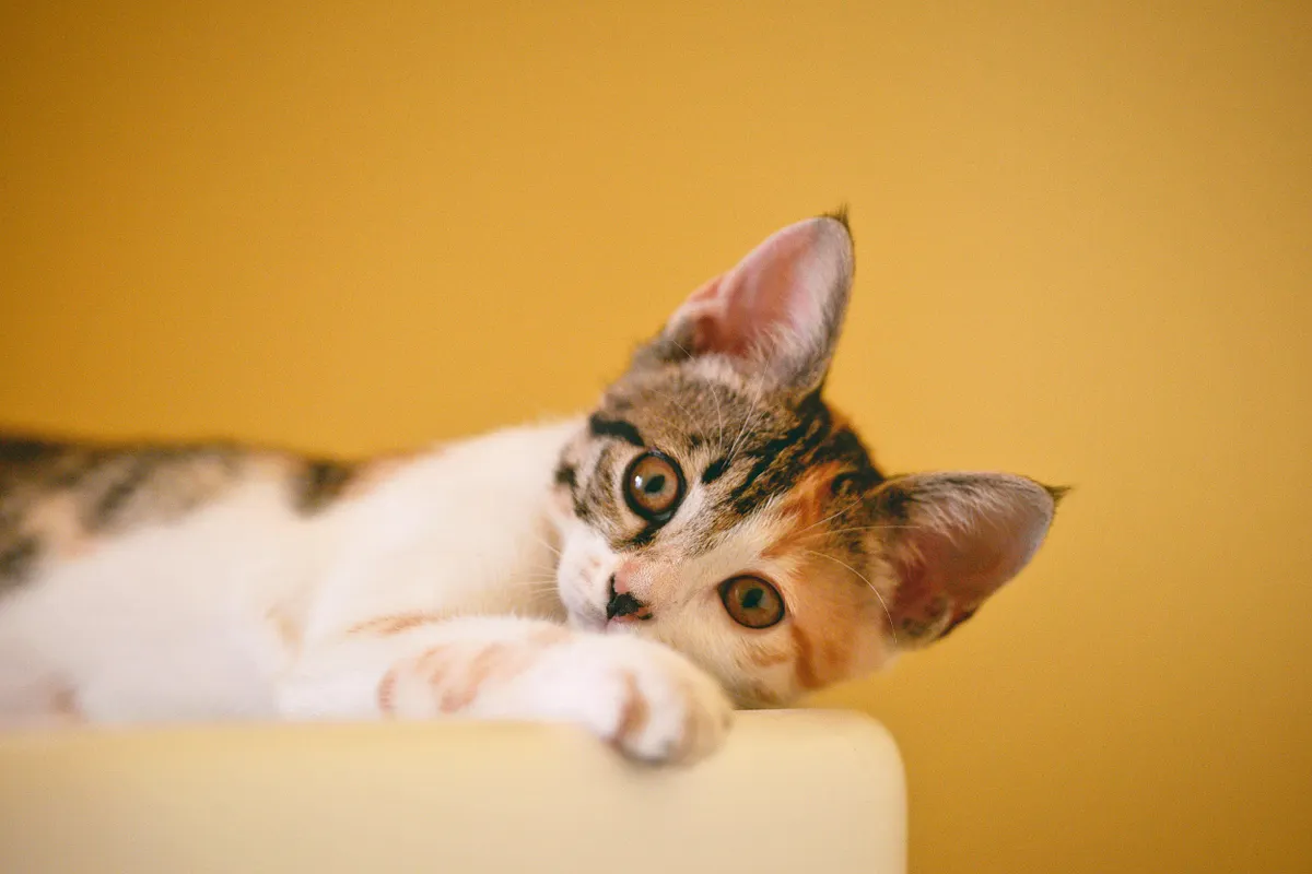 Cute kitten with playful expression and striped fur