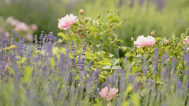 Blommor
