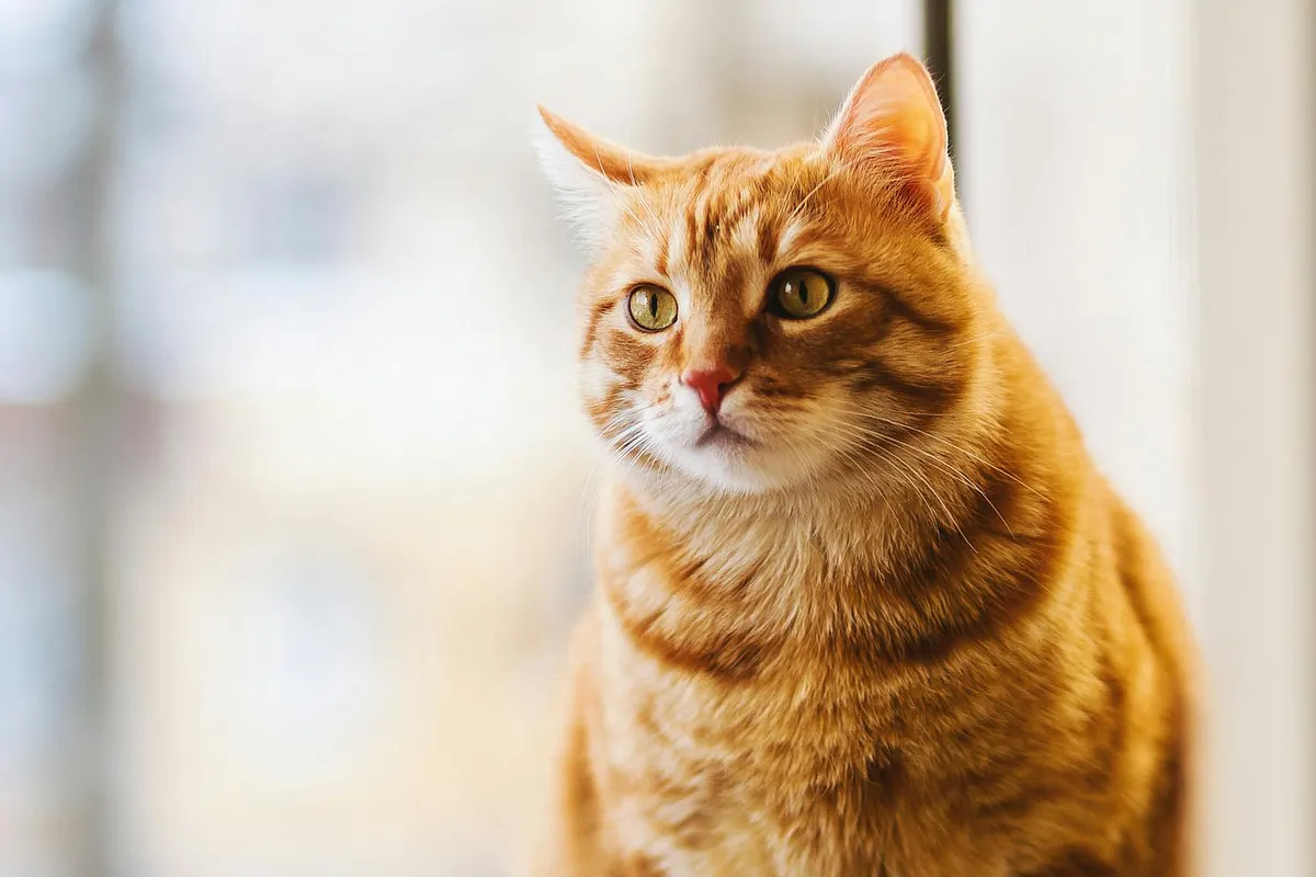 Cute cat with bright eyes looking at camera