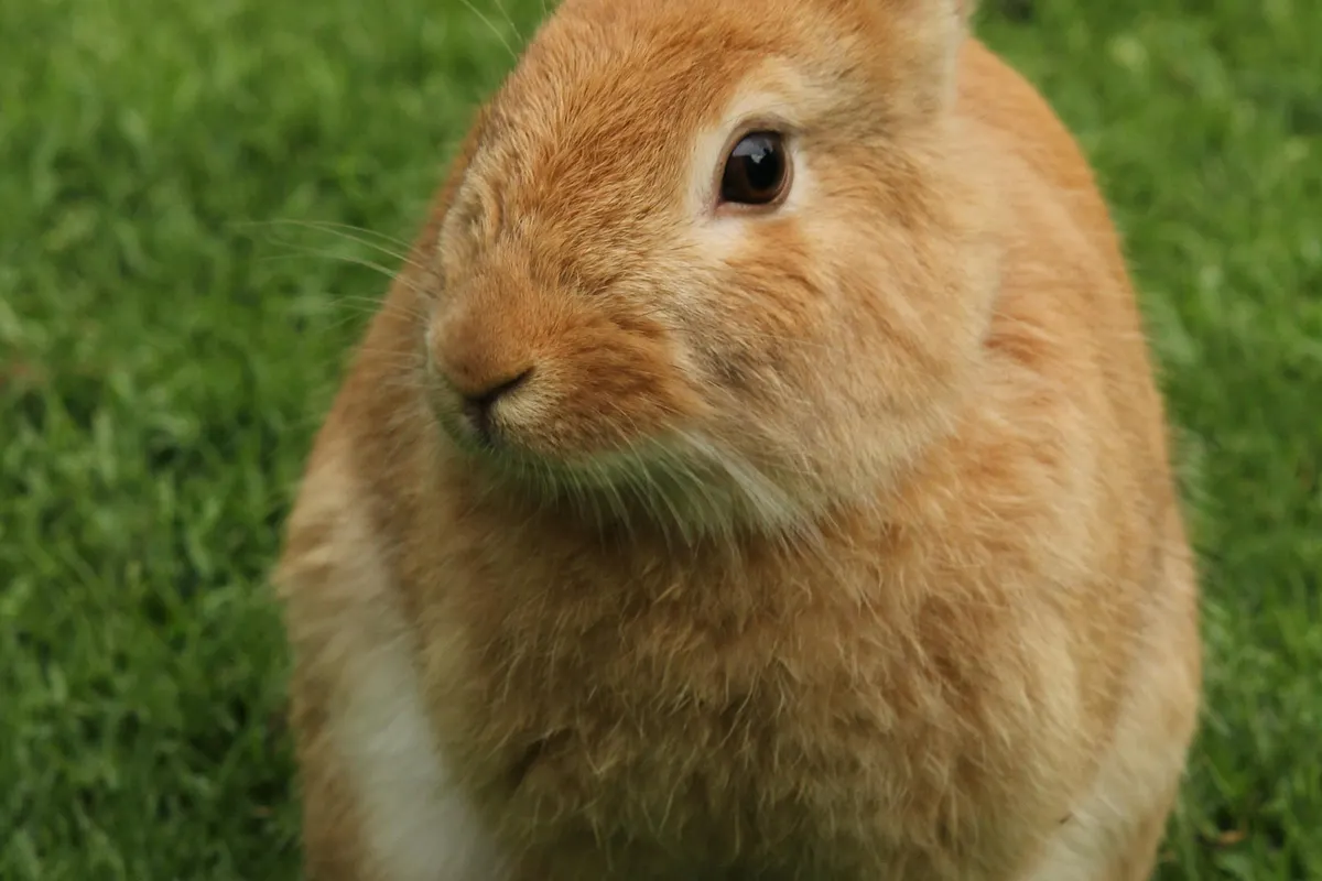 Cute rabbit with soft white and gray fur