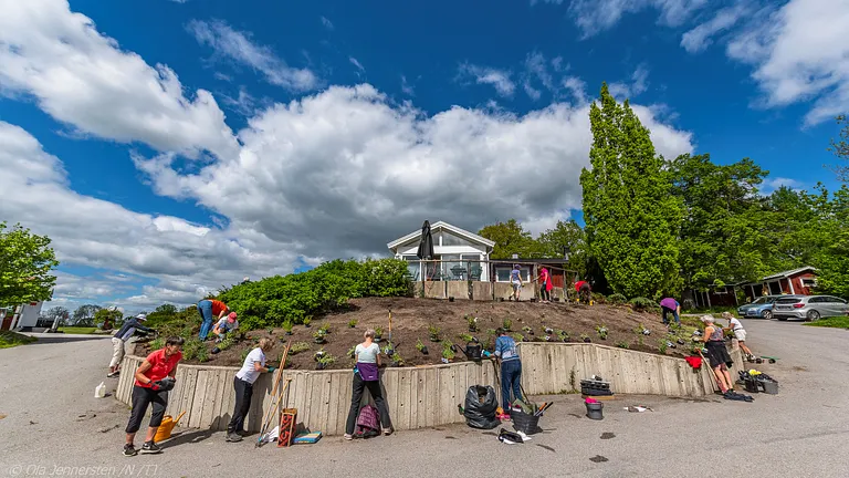 Medlemmar på Sigtuna GK planterar buskar utanför klubbhuset.