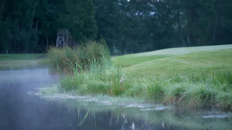 Damm och fairway